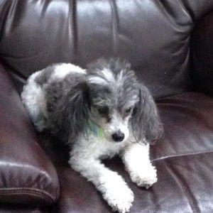 Meet your Posher, Sharon